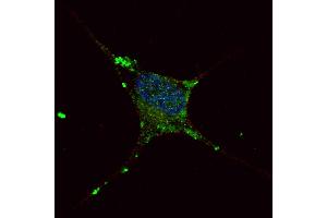 Fluorescent confocal image of SY5Y cells stained with ELP2 (C-term) antibody. (ELP2 抗体  (C-Term))