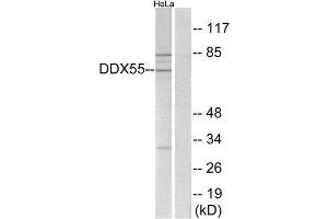 Western Blotting (WB) image for anti-DEAD (Asp-Glu-Ala-Asp) Box Polypeptide 55 (DDX55) (Internal Region) antibody (ABIN1850864) (DDX55 抗体  (Internal Region))