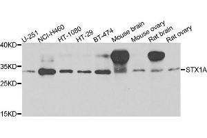 Western blot analysis of extracts of various cells, using STX1A antibody. (STX1A 抗体)