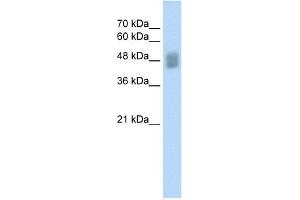 WB Suggested Anti-IRF3 Antibody Titration:  0. (IRF3 抗体  (C-Term))