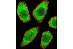 Fluorescent image of A549 cells stained with STRADA Antibody (C-term) C. (STRADA 抗体  (C-Term))