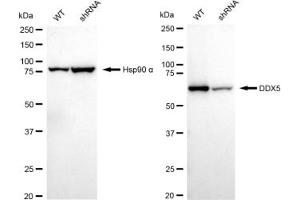 Western blotting analysis using DDX5 antibody (ABIN7798288). (Recombinant DDX5 抗体)