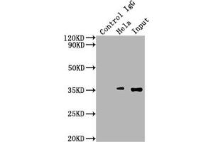 Immunoprecipitating SUMF2 in Hela whole cell lysate Lane 1: Rabbit control IgG instead of ABIN7170931 in Hela whole cell lysate. (SUMF2 抗体  (AA 26-301))