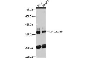 Western blot analysis of extracts of various cell lines, using ML1BP Rabbit mAb (ABIN7268357) at 1:1000 dilution. (MAD2L1BP 抗体)