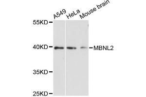 Western blot analysis of extracts of various cell lines, using MBNL2 antibody (ABIN6293359) at 1:3000 dilution.