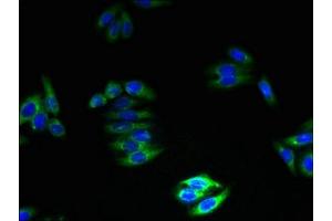 Immunofluorescent analysis of HepG2 cells using ABIN7161374 at dilution of 1:100 and Alexa Fluor 488-congugated AffiniPure Goat Anti-Rabbit IgG(H+L) (GPM6B 抗体  (AA 1-64))