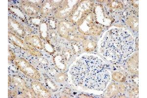 ABIN4902766 (4µg/ml) staining of paraffin embedded Human Kidney. (SNX8 抗体)