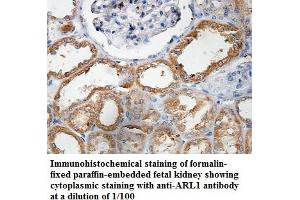 Image no. 1 for anti-ADP Ribosylation Factor Like GTPase 1 (ARL1) antibody (ABIN1574817) (ARL1 抗体)