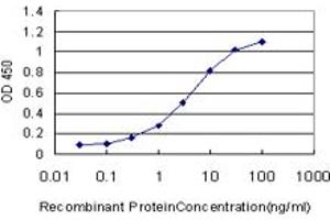 Detection limit for recombinant GST tagged SP1 is approximately 0. (SP1 抗体  (AA 89-198))