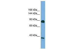 DLG4 antibody used at 0. (DLG4 抗体)