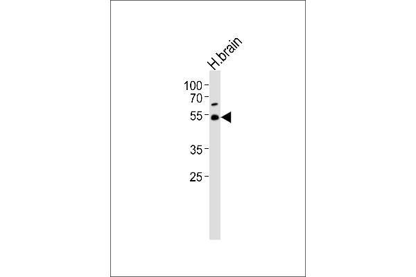 TRIM43B Antikörper  (AA 222-257)