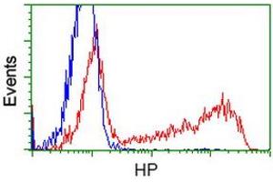 HEK293T cells transfected with either RC223612 overexpress plasmid (Red) or empty vector control plasmid (Blue) were immunostained by anti-HP antibody (ABIN2453138), and then analyzed by flow cytometry. (Haptoglobin 抗体)