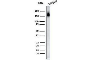 Western Blot Analysis of human Spleen tissue lysates using CD45RA Mouse Monoclonal Antibody (PTPRC/818).