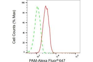 anti-Peptidylglycine alpha-Amidating Monooxygenase (PAM) antibody