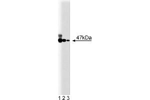 Western Blotting (WB) image for anti-Neutrophil Cytosol Factor 1 (NCF1) (AA 18-197) antibody (ABIN967919) (NCF1 抗体  (AA 18-197))