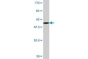 Western Blot detection against Immunogen (55. (JAM2 抗体  (AA 29-298))