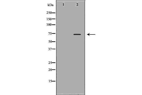 KLKB1 抗体  (Internal Region)