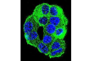 Confocal immunofluorescent analysis of WDR27 Antibody (N-term) with MCF-7 cell followed by Alexa Fluor 488-conjugated goat anti-rabbit lgG (green). (WDR27 抗体  (N-Term))