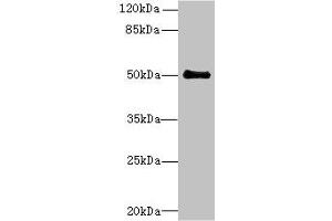 Western blot All lanes: IFI44 antibody at 6 μg/mL + Mouse lung tissue Secondary Goat polyclonal to rabbit IgG at 1/10000 dilution Predicted band size: 51, 15 kDa Observed band size: 51 kDa