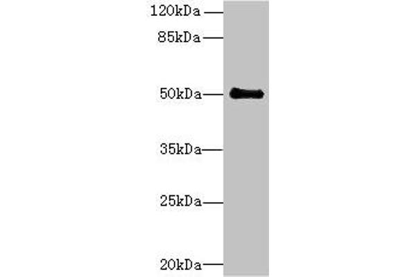 IFI44 抗体  (AA 101-300)