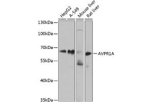 Western blot analysis of extracts of various cell lines, using A antibody (ABIN6129944, ABIN6137377, ABIN6137378 and ABIN6224448) at 1:1000 dilution. (AVPR1A 抗体  (AA 349-418))