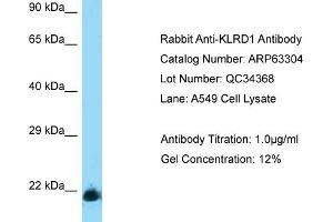 Western Blotting (WB) image for anti-Killer Cell Lectin-Like Receptor Subfamily D, Member 1 (KLRD1) (Middle Region) antibody (ABIN2789440)