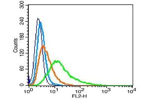 Rat RSC96 cells probed with Nephrin Polyclonal Antibody, Unconjugated  (green) at 1:100 for 30 minutes followed by a PE conjugated secondary antibody compared to unstained cells (blue), secondary only (light blue), and isotype control (orange). (Nephrin 抗体  (AA 451-550))