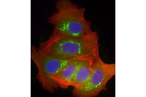 Immunofluorescence (IF) image for anti-Cytochrome P450, Family 2, Subfamily B, Polypeptide 6 (CYP2B6) (AA 235-263) antibody (ABIN655056)