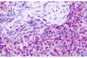 Anti-Neurokinin 1 Receptor / NK1R antibody IHC staining of human spleen. (TACR1 抗体  (C-Term))