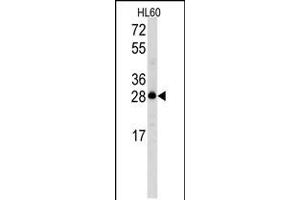 Western blot analysis of Latexin Antibody in HL60 cell line lysates (35ug/lane) (Latexin 抗体  (N-Term))