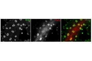 USP9X antibody used at a dilution of 1:50 to detect 3T3 cells. (USP9X 抗体  (C-Term))