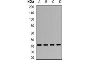 Western blot analysis of Clusterin expression in HepG2 (A), SW480 (B), Hela (C), mouse liver (D) whole cell lysates. (Clusterin 抗体)
