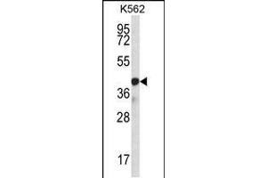 Western blot analysis in K562 cell line lysates (35ug/lane). (SP6 抗体  (AA 196-225))