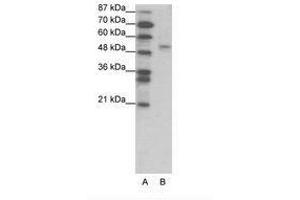 FOXD2 anticorps  (AA 39-88)