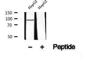 Western blot analysis of extracts of HepG2 cells, using Phospho-Calnexin(Ser564) Antibody.
