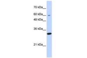 Image no. 1 for anti-Leucine Rich Repeat Containing 57 (LRRC57) (N-Term) antibody (ABIN6741353) (LRRC57 抗体  (N-Term))