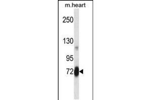 Western blot analysis in mouse heart tissue lysates (35ug/lane). (PLK2 抗体  (AA 354-382))