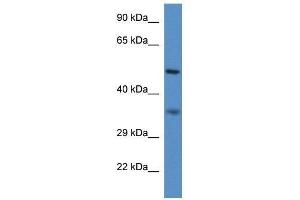 Western Blot showing Pxmp3 antibody used at a concentration of 1. (PEX2 抗体  (N-Term))
