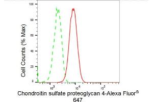 anti-Melanoma Associated Chondroitin Sulfate Proteoglycan (MCSP) antibody