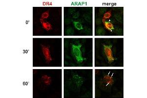 Colocalization of ARAP1 with DR4 at the plasma membrane and in early endosomes.