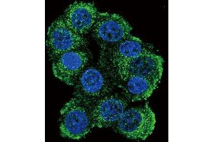 Immunofluorescence (IF) image for anti-FK506 Binding Protein 1B, 12.6 KDa (FKBP1B) antibody (ABIN3003540) (FKBP1B 抗体)