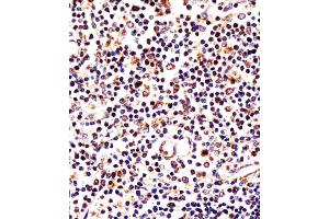 Antibody staining LAG3 in human thymus tissue sections by Immunohistochemistry (IHC-P - paraformaldehyde-fixed, paraffin-embedded sections). (LAG3 抗体  (AA 103-132))