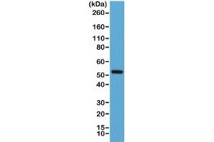 Western blot of human Jurkat lysate using recombinant Cyclin B1 antibody at 1:1000.