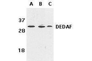 Immunohistochemical staining of DEDAF in mouse liver tissue with DEDAF antibody at 10μg/ml. (RYBP 抗体)