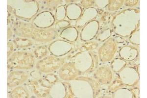Immunohistochemistry of paraffin-embedded human kidney tissue using ABIN7176113 at dilution of 1:100 (ZNF133 抗体  (AA 1-210))