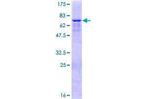 ZNF550 Protein (AA 1-413) (GST tag)