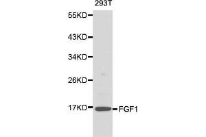Western blot analysis of 293T cell lysate using FGF1 antibody. (FGF1 抗体  (AA 16-155))