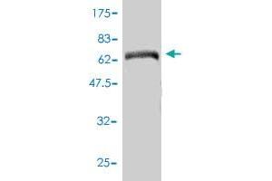 Western Blotting (WB) image for anti-Adenylyl Cyclase Associated Protein 2 (CAP2) (AA 1-477) antibody (ABIN564565)