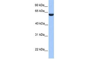 WB Suggested Anti-PHF1 Antibody Titration:  0. (PHF1 抗体  (N-Term))