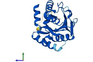 Protein Structure (PS) image for COX4 Neighbor (COX4NB) (AA 1-207) protein (His tag) (ABIN7562545)